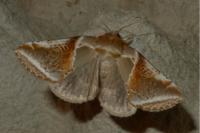 Habrosyne pyritoides