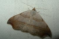 Laspeyria flexula