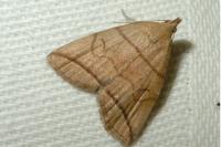 Herminia grisealis