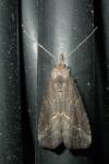 Schrankia costaestrigalis