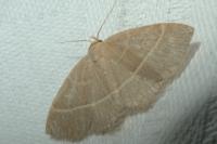 Trisateles emortualis