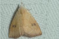 Rivula sericealis