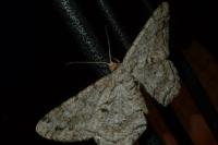 Hypomecis roboraria