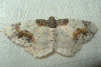 Ligdia adustata