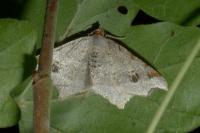 Macaria alternata
