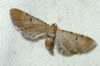 Eupithecia assimilata