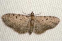Eupithecia virgaureata