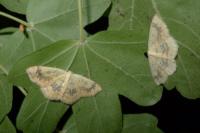 Cyclophora annularia