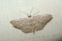 Idaea seriata