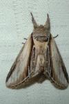 Pheosia tremula