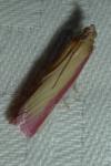 Oncocera semirubella