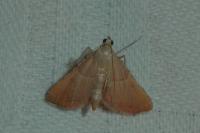 Endotricha flammealis