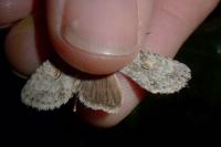 Lithophane ornitopus