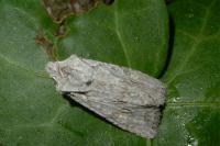 Lithophane ornitopus