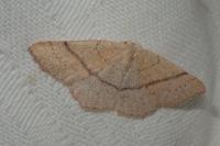 Cyclophora suppunctaria