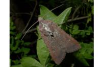 Peridroma saucia