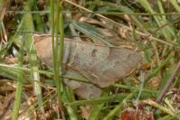 Minucia lunaris