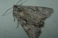 Xylocampa areola
