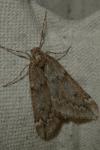 Alsophila aescularia