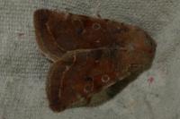 Orthosia incerta