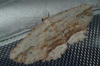 Menophra abruptaria