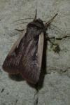 Ochropleura plecta