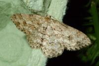 Ectropis crepuscularia