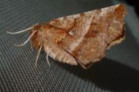 Selenia dentaria