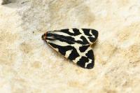Arctia plantaginis
