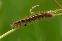 Malacosoma alpicola