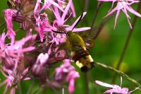Hemaris fuciformis