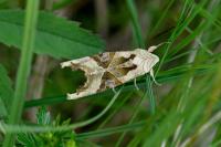 Phlogophora meticulosa