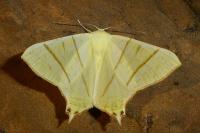 Ourapteryx sambucaria