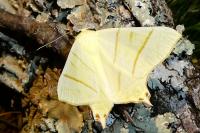 Ourapteryx sambucaria