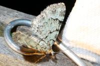 Pasiphila rectangulata