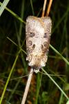 Agrotis clavis clavis