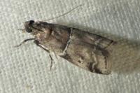 Alophia combustella
