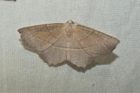 Gerinia honoraria