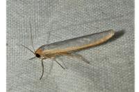 Eilema caniola