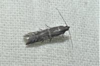 Ephestia