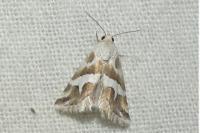Eublemma elychrysi