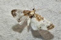 Eupithecia breviculata