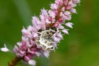 Epirrhoe tristata