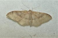 Idaea degeneraria