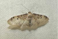 Idaea filicata