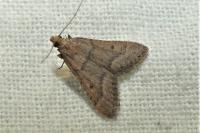 Bostra obsoletalis