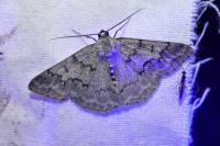 Pseudoterpna coronillaria