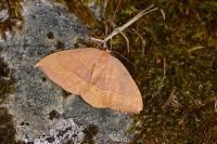 Watsonalla uncinula