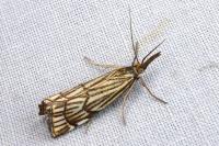 Chrysocramboides craterellus