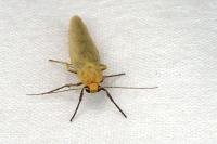Indalia pygmaeola pallifrons